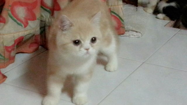 Duke - Exotic Shorthair Cat