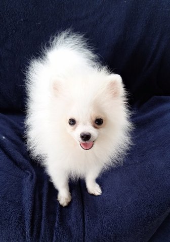 Taiwan Tiny Pomerania  With Mka - Pomeranian Dog