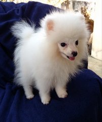 Taiwan Tiny Pomerania  With Mka - Pomeranian Dog