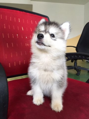 Wooly Husky Grey Colour - Husky Dog