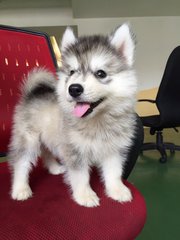 Wooly Husky Grey Colour - Husky Dog