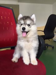 Wooly Husky Grey Colour - Husky Dog