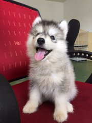 Wooly Husky Grey Colour - Husky Dog