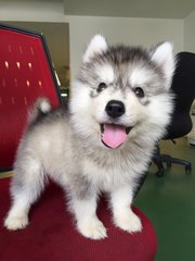 Wooly Husky Grey Colour - Husky Dog