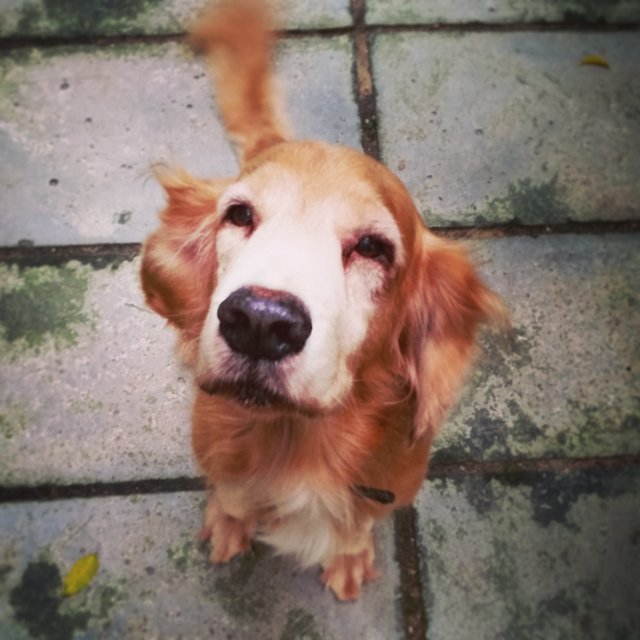 Toto - Golden Retriever + Cocker Spaniel Dog