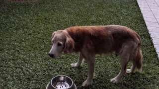 Toto - Golden Retriever + Cocker Spaniel Dog