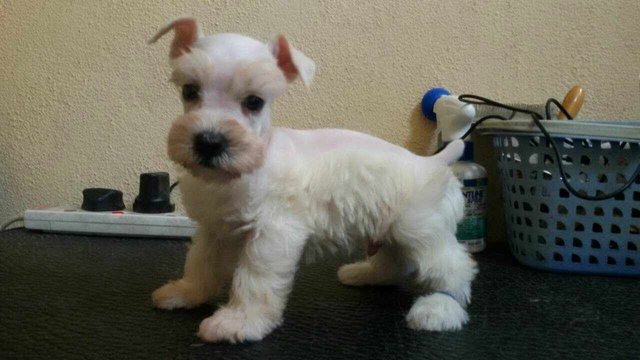 White Schnauzer - Schnauzer Dog