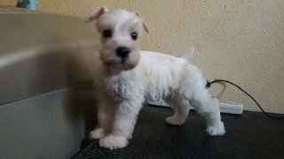 White Schnauzer - Schnauzer Dog