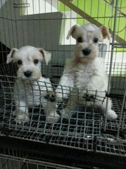 White Schnauzer - Schnauzer Dog