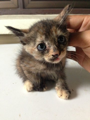 Crusty - Tortoiseshell Cat