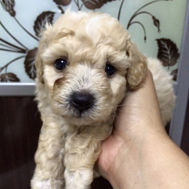 Homebreedpoodle For Sale - Poodle Dog