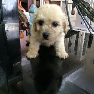 Homebreedpoodle For Sale - Poodle Dog