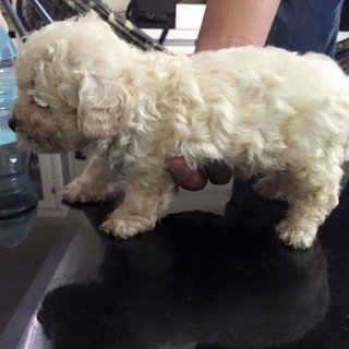 Homebreedpoodle For Sale - Poodle Dog