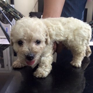 Homebreedpoodle For Sale - Poodle Dog