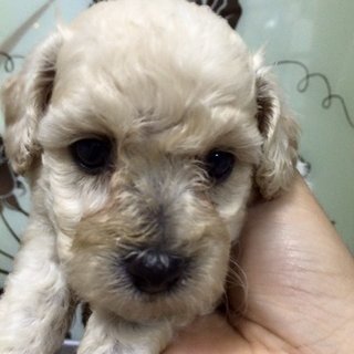 Homebreedpoodle For Sale - Poodle Dog