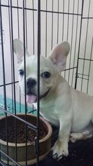 Cream French Bulldog Puppy A1233 - French Bulldog Dog