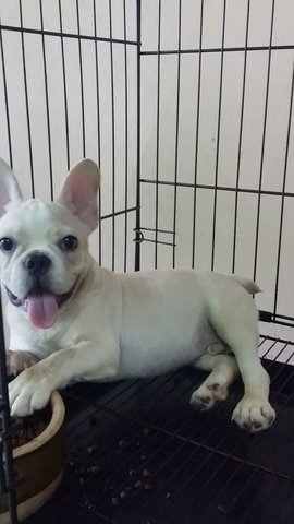 Cream French Bulldog Puppy A1233 - French Bulldog Dog