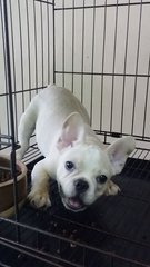 Cream French Bulldog Puppy A1233 - French Bulldog Dog