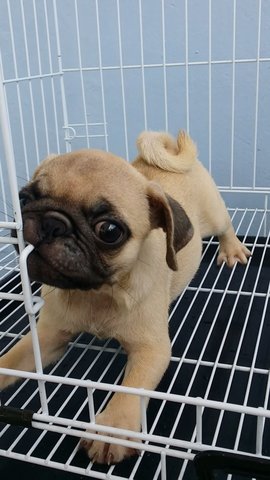 Pug Pug Pug Puppies A1236 - Pug Dog