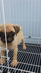 Pug Pug Pug Puppies A1236 - Pug Dog