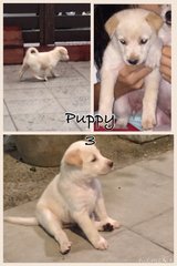 Puppy 3