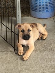 Puppy 4 at 7 weeks. 