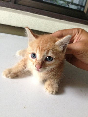 Goldie - Domestic Medium Hair Cat