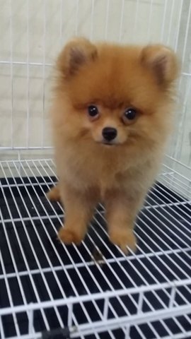 Red Male Pomeranian A1238 - Pomeranian Dog