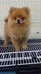 Red Male Pomeranian A1238 - Pomeranian Dog