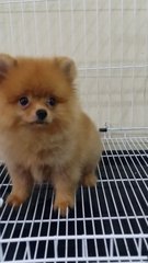 Red Male Pomeranian A1238 - Pomeranian Dog