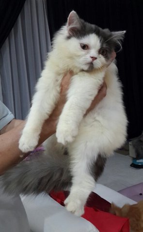 Snowie - Persian Cat