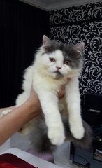 Snowie - Persian Cat