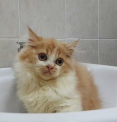 Oyen - Persian Cat