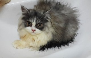 Fifi - Persian Cat