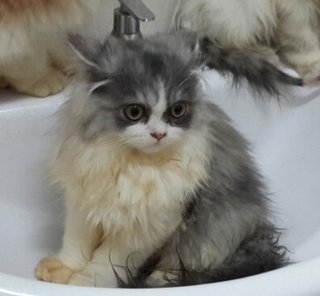 Fifi - Persian Cat