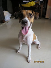 Jackaline  Russevelt - Jack Russell Terrier Dog