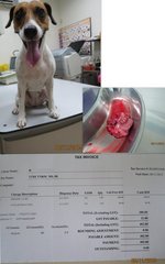 Spayed - vet bill: 402.80