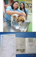 Microchipped - vet bill: 26.50