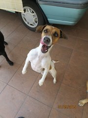 Small but muscular dog, typical Jack Russell Terrier (JRT)