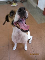 Jackaline  Russevelt - Jack Russell Terrier Dog