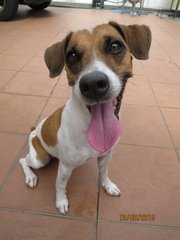 Jackaline  Russevelt - Jack Russell Terrier Dog