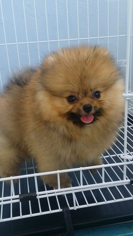 Red Female Pomeranian Puppy A125 - Pomeranian Dog