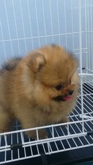 Red Female Pomeranian Puppy A125 - Pomeranian Dog