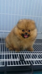 Red Female Pomeranian Puppy A125 - Pomeranian Dog