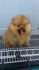 Red Female Pomeranian Puppy A125 - Pomeranian Dog