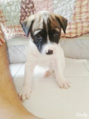 Cute Puppy - Mixed Breed Dog