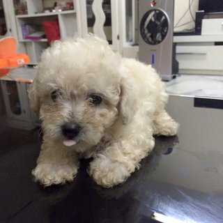 Homebreed Cute Poodle For Sale - Poodle Dog