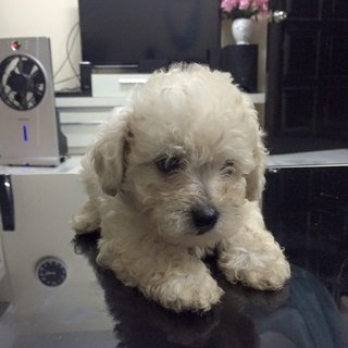 Homebreed Cute Poodle For Sale - Poodle Dog