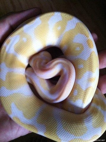 Albino Ball Python - Snake Reptile