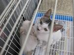 PF6902 - Domestic Short Hair Cat